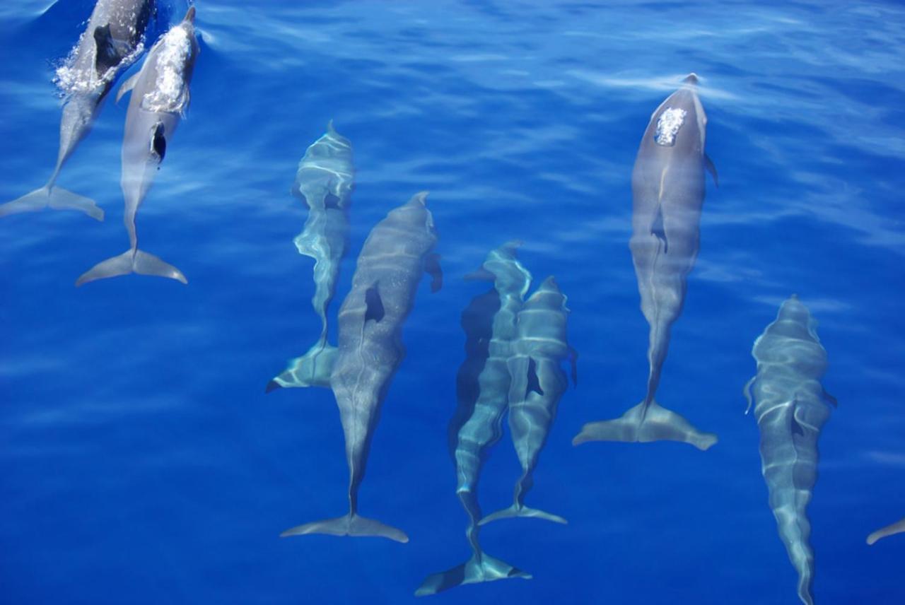 Готель Island Guest Maamendhoo Екстер'єр фото