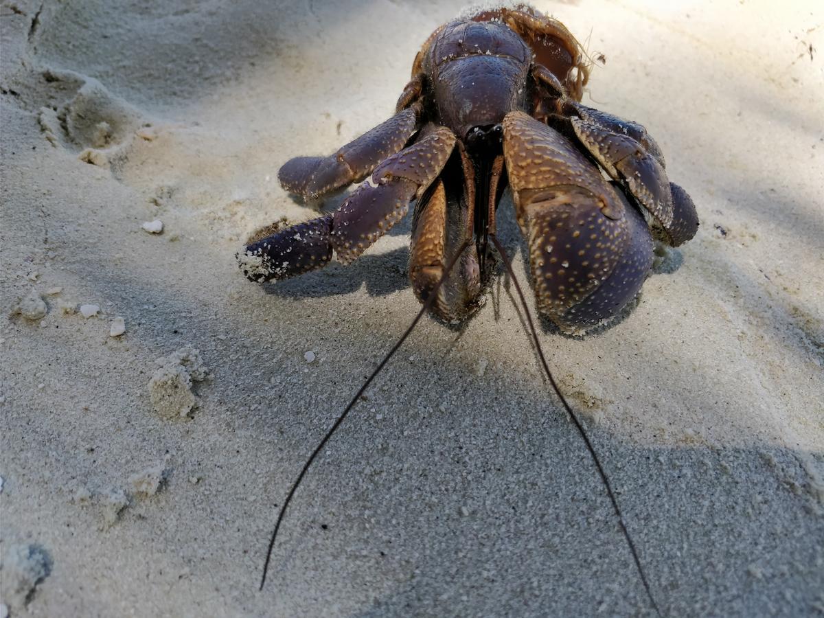 Готель Island Guest Maamendhoo Екстер'єр фото